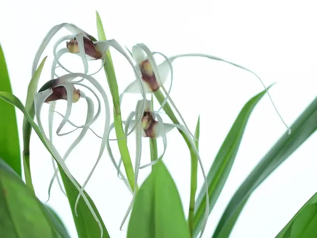 Maxillaria caucana