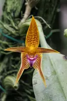 Bulbophyllum smitinandii