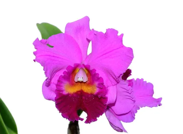 Rhyncholaeliocattleya Amazone Baby (Rhyncholaeliocattleya)