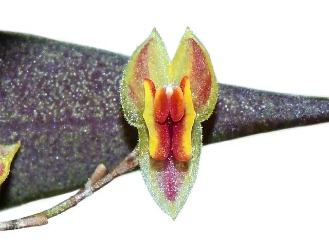 Lepanthes fusiformis (Lepanthes)