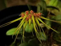 Bulb. setaceum (BUST) ( - - Bulbophyllum ) Bulb.=Bulbophyllum