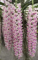 Rhy. retusa (RHYR) ( - - Rhynchostylis ) Rhy.=Rhynchostylis