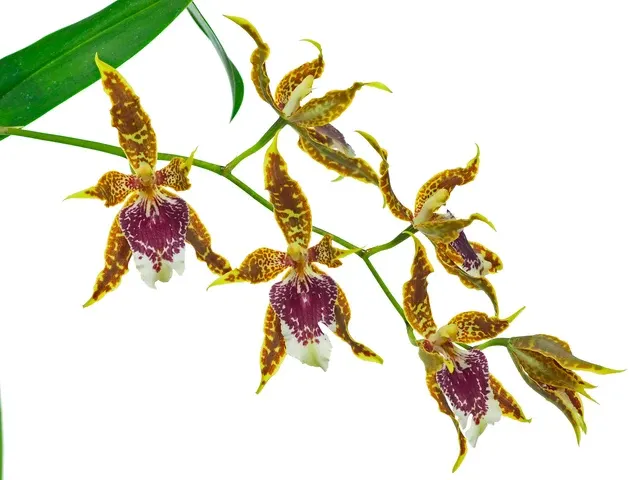 Oncidium andreetteanum (Oncidium)