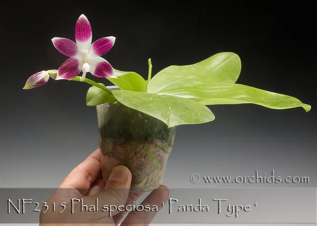Phalaenopsis speciosa 'Panda Purple' (Phalaenopsis)