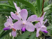 Vandachostylis Azure