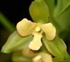 Lycaste Lemon Twist (Lycaste)