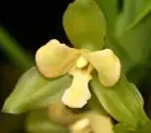 Lycaste Lemon Twist hybrid orchid — Not in bloom