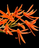 Dendrobium lamyaiae