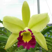 Rlc. Greenwich 'Elmhurst' - AM - AOS