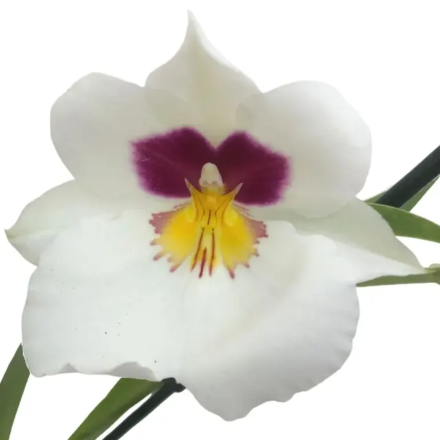 Miltoniopsis Herr Alexander (Miltoniopsis)