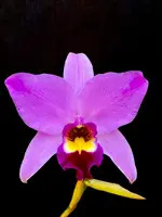 Laelia anceps ‘Entabeni’