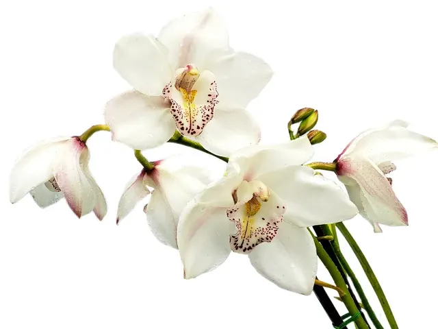 Cymbidium Blanco Gigante Special H00196 (Cymbidium)