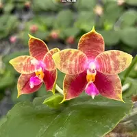 [Bare-root][Import AS-IS] #PA# Phal. Guadalupe Pineda 皮呢達 [2.5" BS][Sept Preorder 26]