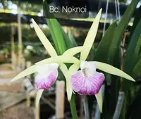 Cattleya Noknoi Seedling