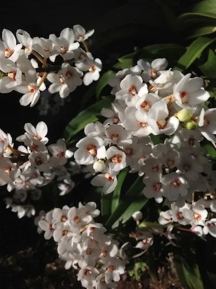 Sarcochilus hartmannii (Sarcochilus)