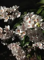 Sarcochilus hartmannii - species