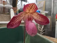 Paphiopedilum Gloria Naugle (rothschildianum x micranthum)