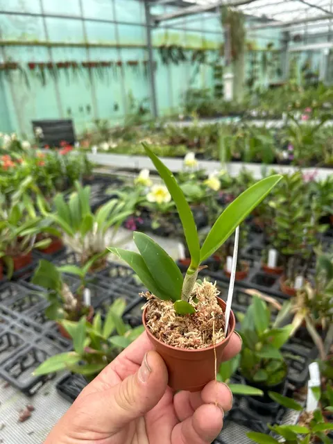 Cattleya guttata 'tigrina' (Cattleya)