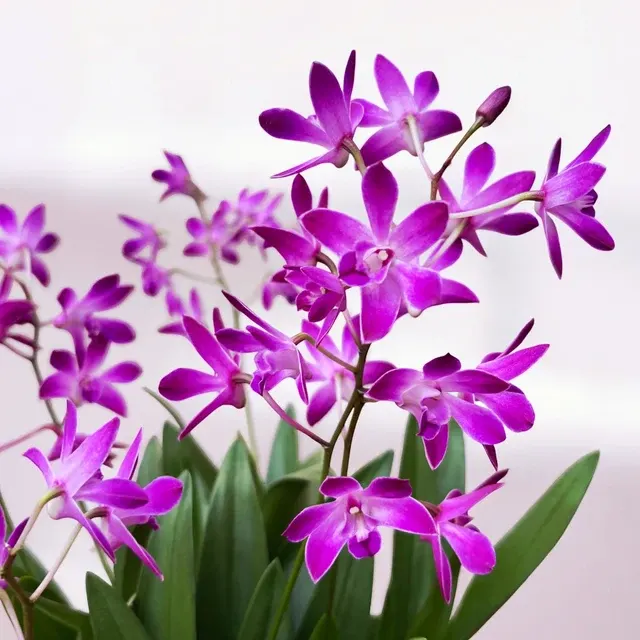Dendrobium Berry 'Oda' (Dendrobium)