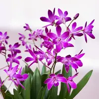Dendrobium Berry Oda - exemplare bogate - flori parfumate — fara flori - ghiveci 12 cm