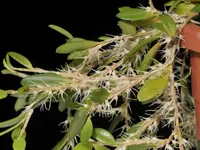 Bulbophyllum clandestinum (medium)