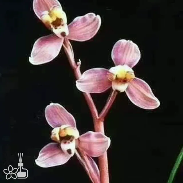 Cymbidium tortisepalum 'Dian-Mei'