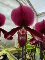 Paphiopedilum Maudiae gx ‘Black Jack’ Slipper Orchid in flower