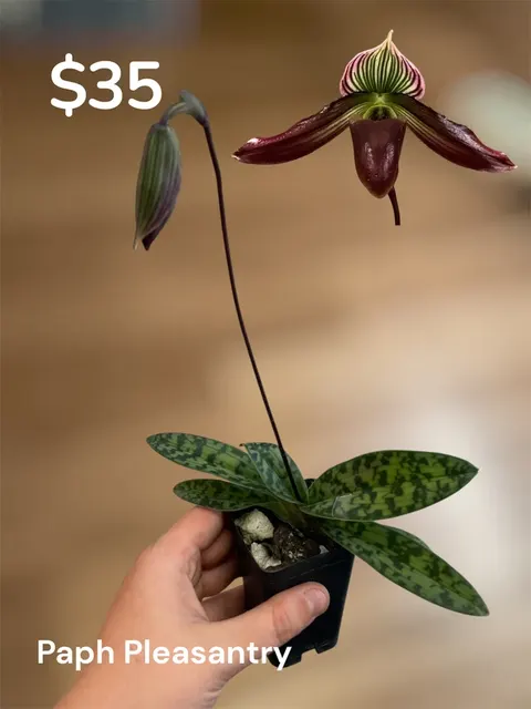 Paphiopedilum barbatum nigritum (Paphiopedilum)