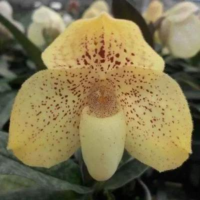Paphiopedilum Concolor X Paph. Godefroyae (Paphiopedilum)