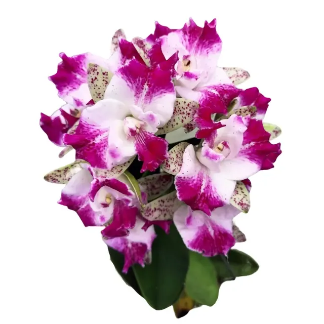 Cattleya Monte Elegante ‘新埔’ (Cattleya)