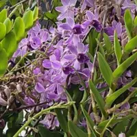 Dendrobium Orchid Rabbit Blue Mature Bushy Plant - Ready To Flower