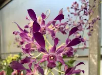Dendrobium Somkiat Blue Orchid Comes in 4" Pot