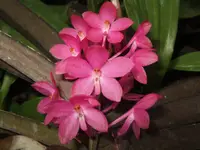 V. (Asctm.) ampullacea (pink) x sib (TEQ3743) ( - - ampullacea )