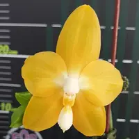 Phalaenopsis Miki Deep Coffee Turtledove 'Watermelon' 2.5" Fragrant