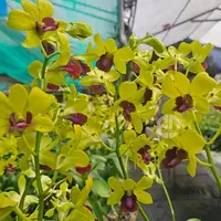 Dendrobium Orchid Thongchai Gold Pramote #298 Mature Bushy Plant - Ready To Flower