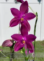 Phal. Germaine Vincent 'Note : Amazing Fragrance ! ' (violacea var Indigo x speciosa 'Jiaho Purple')