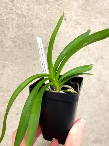 Vanda Paksorn Fragrance X Kultana Indian Incense | SapphireChild Orchids (Vanda)