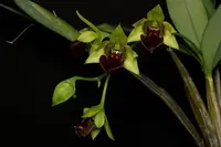 Dendrobium convolutum (XL Plants)