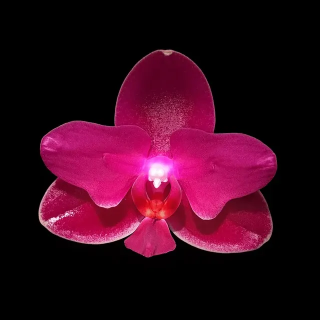 Phalaenopsis Sogo Relex - Flori Cerate Parfumate