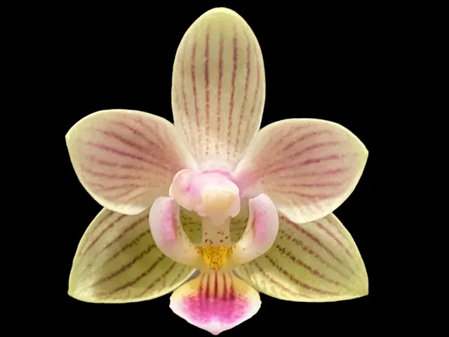 Phalaenopsis I-Hsin Seven Fairy