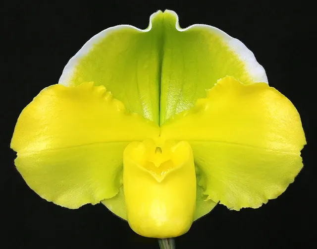 Paphiopedilum Pacific Glory