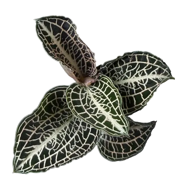 Anoectochilus 'Emerald Gold' (Anoectochilus)