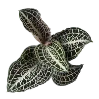 Anoectochilus 'Emerald Gold'