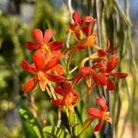 Vanda falcata x Vanda Vaewravee Gold