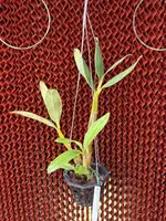 Dendrobium spectabile