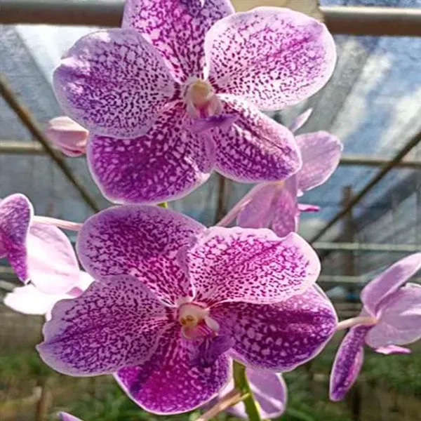 Vanda Vittawan Blue (Vanda)