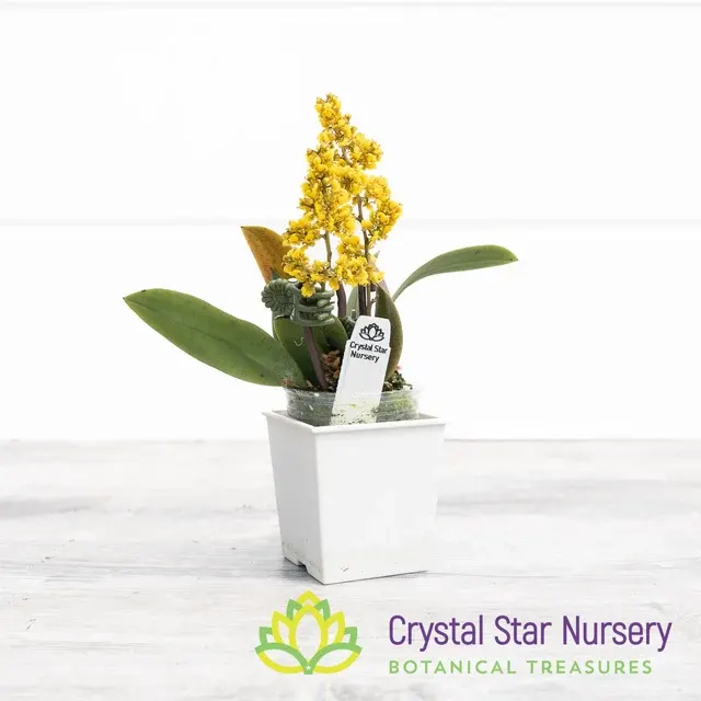 Oncidium pumilum (Oncidium)