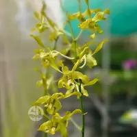 Dendrobium Orchid Ceaser Green EG - Seedling