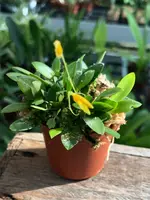 Pleurothallis grobyi