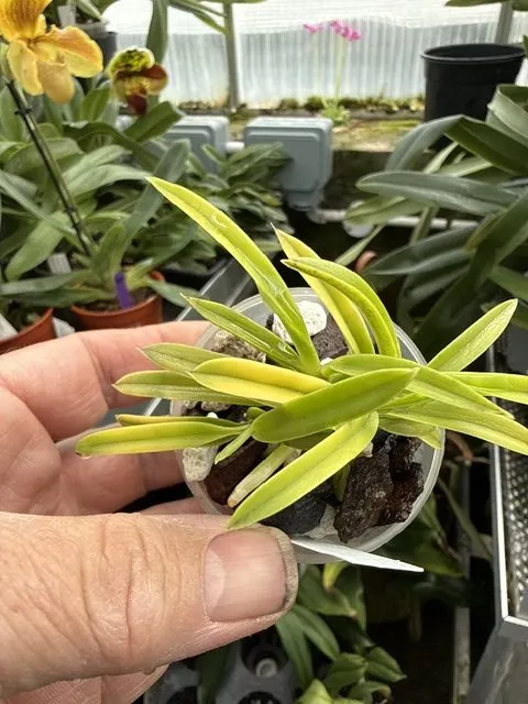 Neofinetia falcata 'kinroukaku' (Neofinetia)